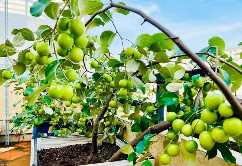 Bí Quyết Trồng Cây Ăn Quả Trong Chậu Sai Trĩu Quả Nhờ Vỏ Đậu Phộng