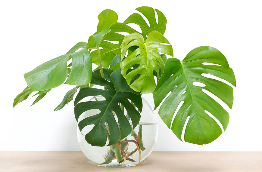 Vỏ Đậu Phộng (Vỏ Lạc) Trồng Kiểng Lá Monstera: Giá Thể Thay Thế Vỏ Thông Tuyệt Vời
