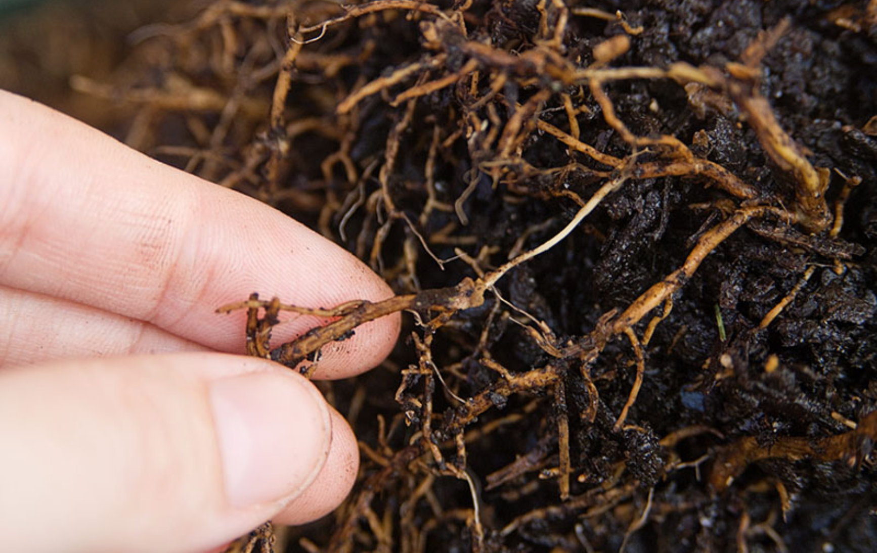 3 Sai Lầm Tai Hại Khi Dùng Vỏ Đậu Phộng (Vỏ Lạc) Trồng Cây Dẫn Đến Thối Rễ