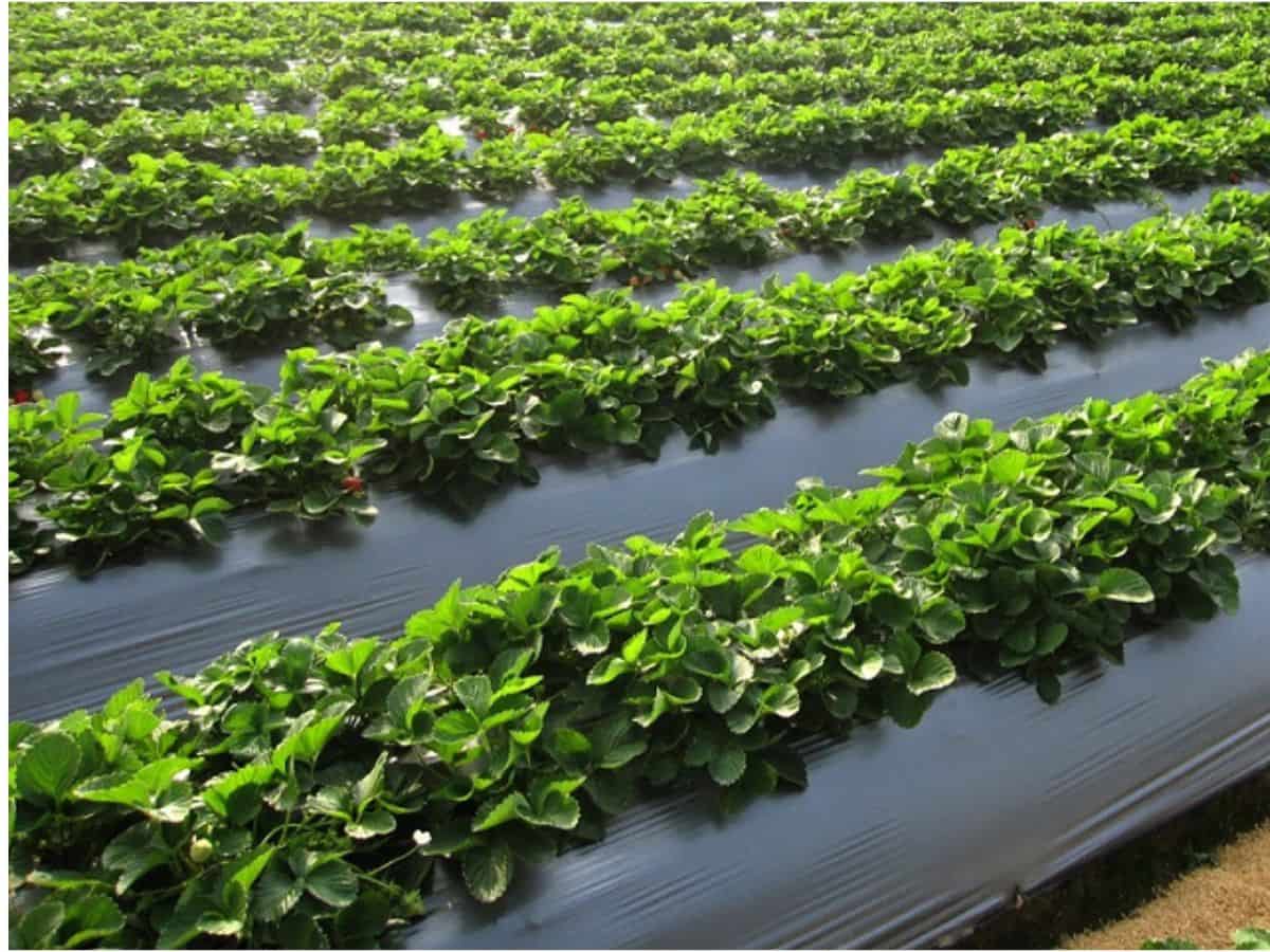 Bí Quyết Phủ Gốc Giữ Ẩm, Chống Cỏ Dại Bằng Vỏ Đậu Phộng Mùa Nắng Nóng