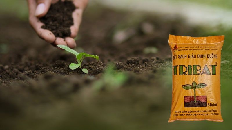 Cách Trộn Đất Sạch Tribat Với Vỏ Đậu Phộng Chống Lèn Chặt, Úng Rễ