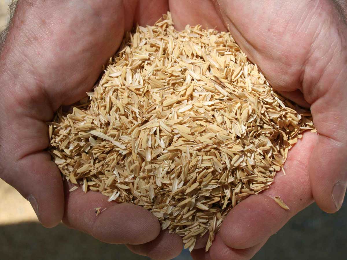 So Sánh Vỏ Đậu Phộng (Vỏ Lạc) Và Trấu: Giá Thể Trồng Cây Nào Tốt Hơn?